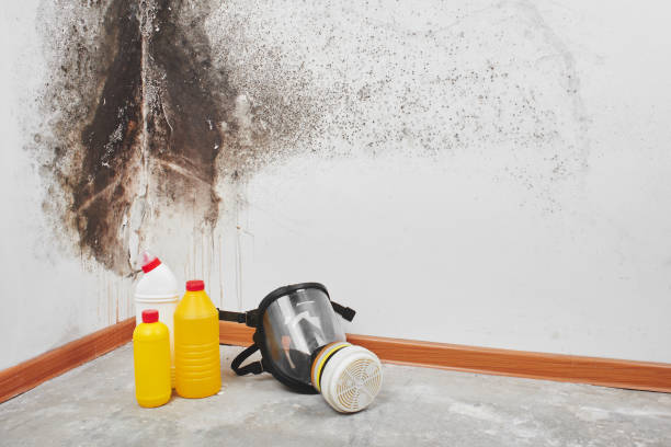 Best Residential Mold Removal  in Los Osos, CA