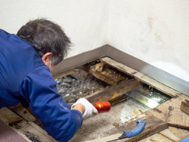 Mold Testing and Removal in Los Osos, CA