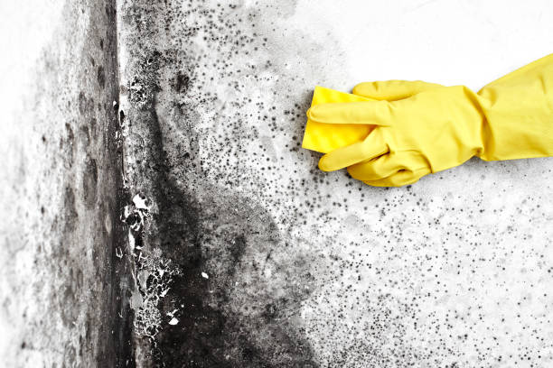 Best Crawl Space Mold Removal  in Los Osos, CA