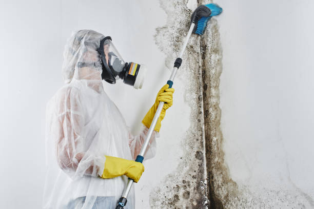 Best Mold Remediation  in Los Osos, CA