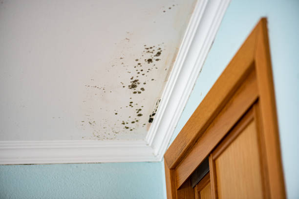 Best Professional Mold Removal  in Los Osos, CA