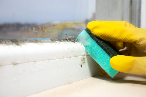 Professional Mold Removal in Los Osos, CA