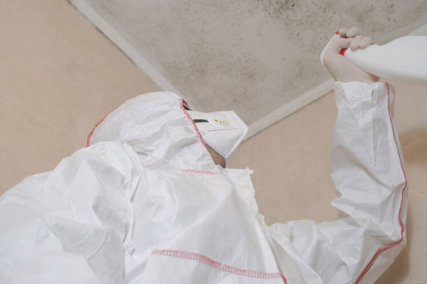 Best Mold Cleaning Services  in Los Osos, CA