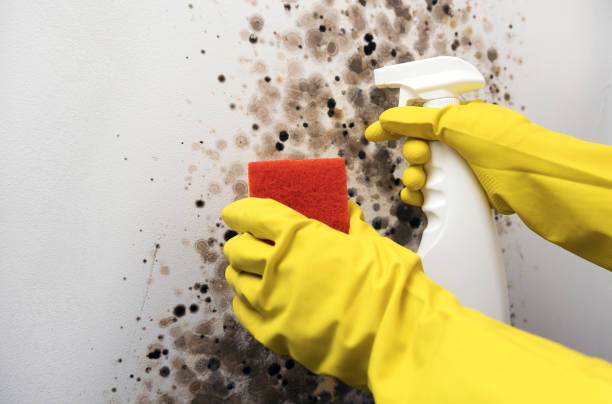 Best Mold Testing and Removal  in Los Osos, CA