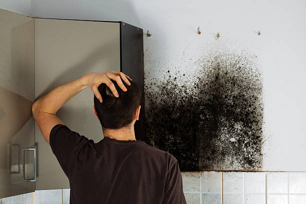 Best Emergency Mold Removal  in Los Osos, CA