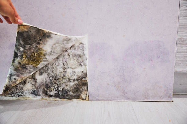 Best Local Mold Removal Service  in Los Osos, CA
